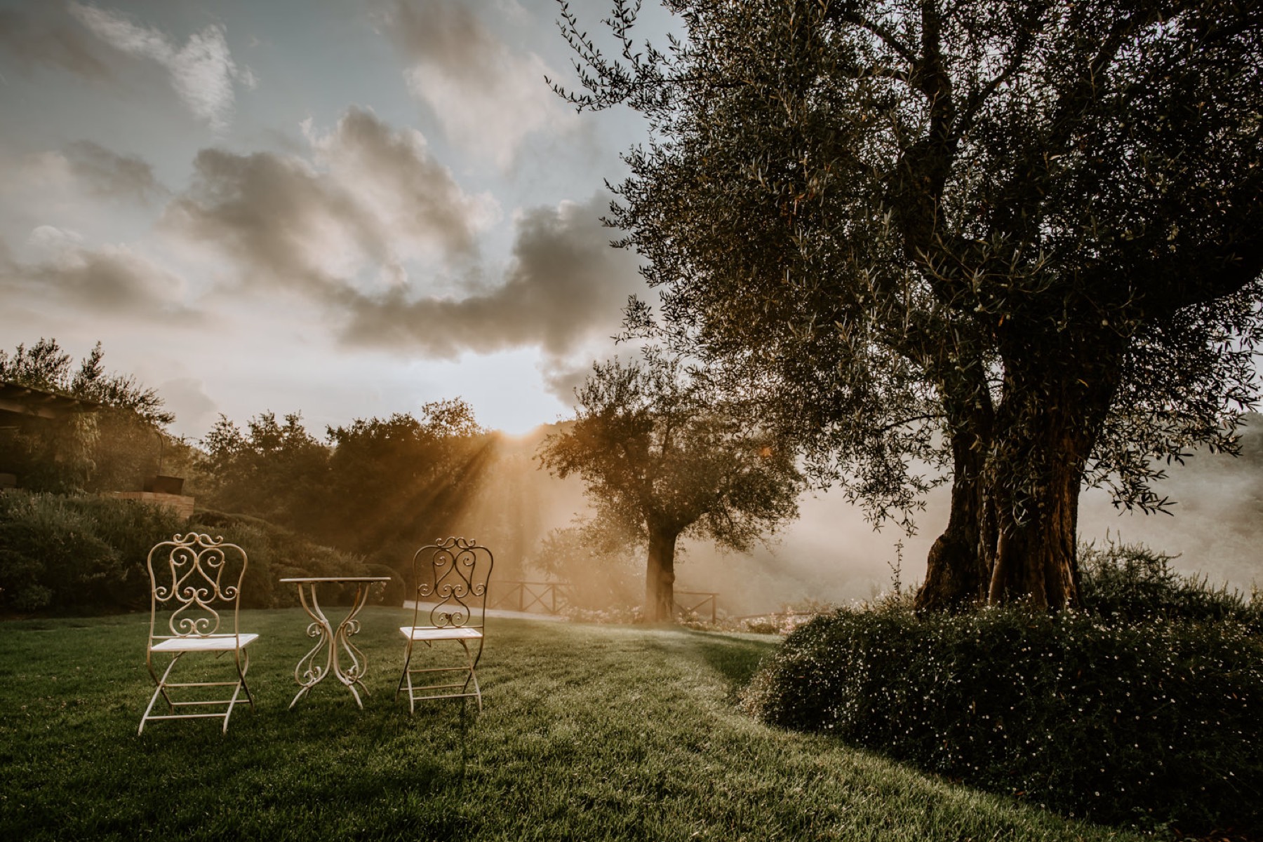 An olive tree in a meadow at sunrise